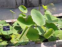 Nelumbo Luteum Flavescens (fam Nelumbonacees) (01) (Photo F. Mrugala)